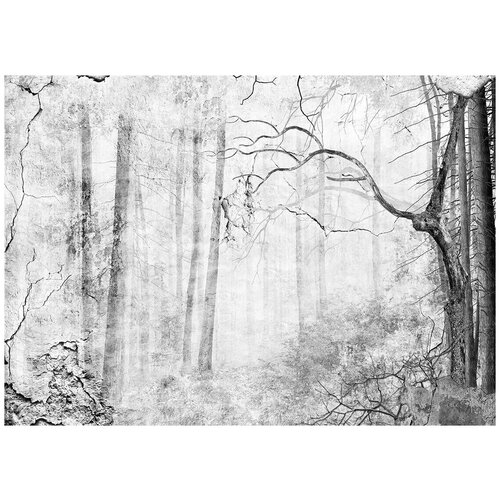Темный лес - Виниловые фотообои, (211х150 см) лес и звери черно белое виниловые фотообои 211х150 см