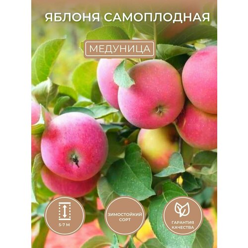 Саженцы Яблони самоплодной Медуница