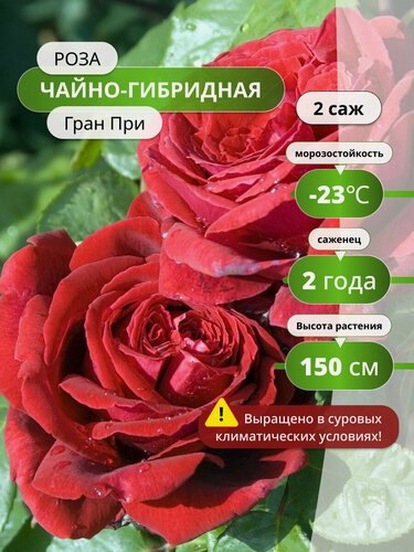 Изображение товара Роза чайно-гибридная "Гран При", морозостойкая, 2 шт, красная