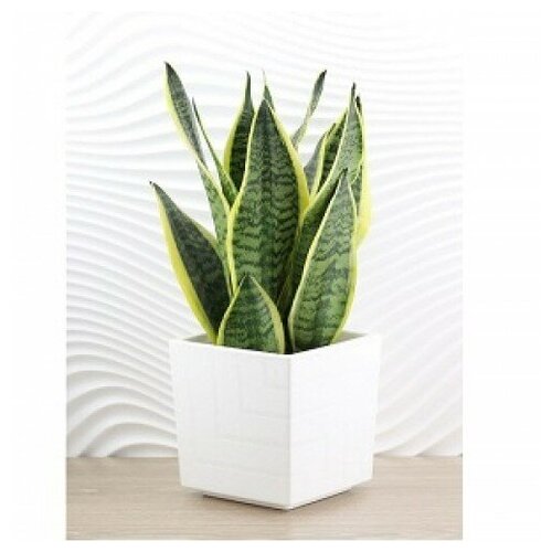 Кашпо «Квадро» с вкладкой, пластиковый, 3,3 л, цвет белый