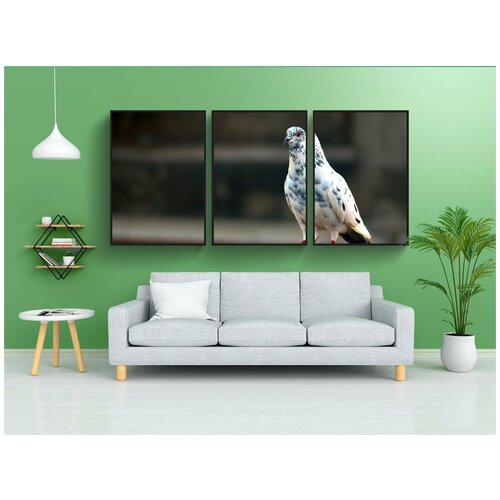 фото Набор модулных постеров для интерьера "белый серый голубь, домашний голубь, птица" 60x90 см. в тубусе, без рамки lotsprints