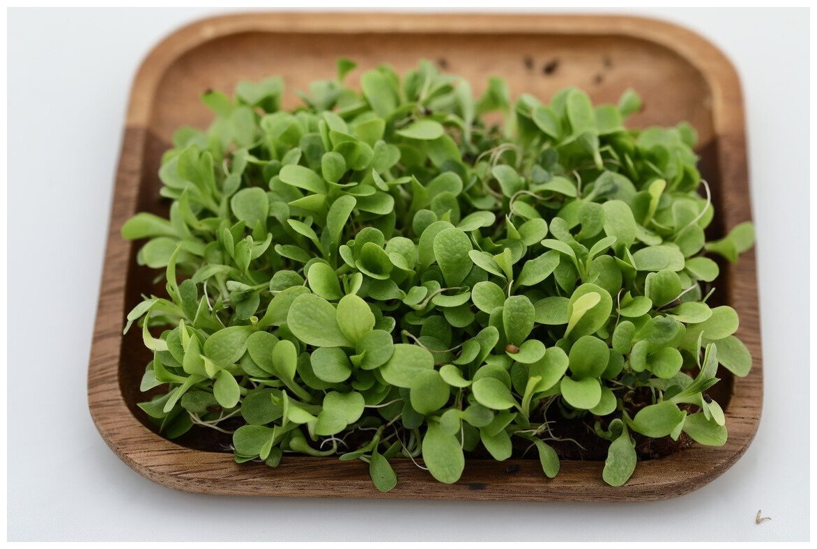 Элитные семена для микрозелени Цикорий листовой зеленый Джельсомино 20 гр. - фотография № 5
