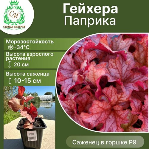 Гейхера Паприка