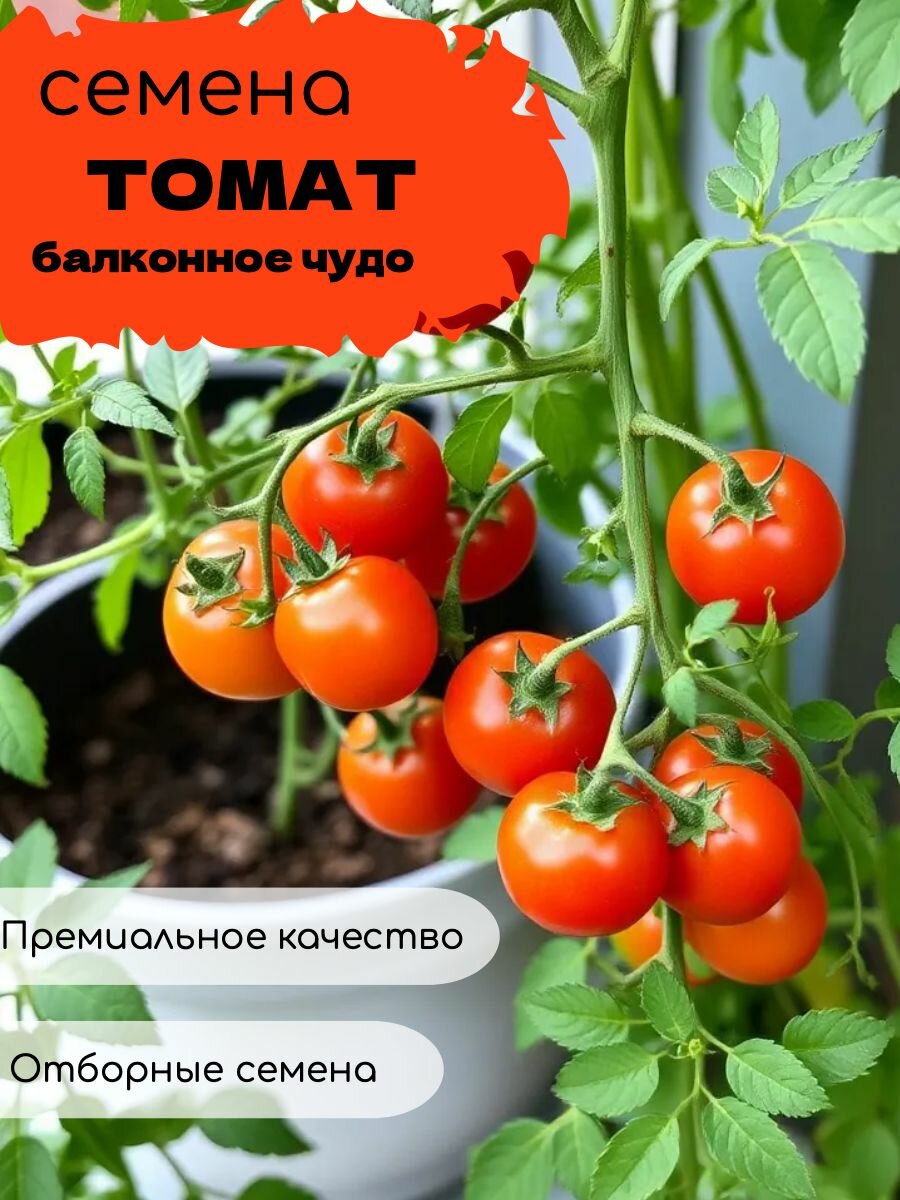 Томат Балконное чудо, семена, комнатный, скороспелый + подарок