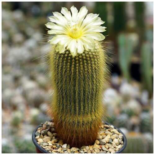 Семена Орешка Суккулент Кактус Eriocactus leninghausii 10 шт.