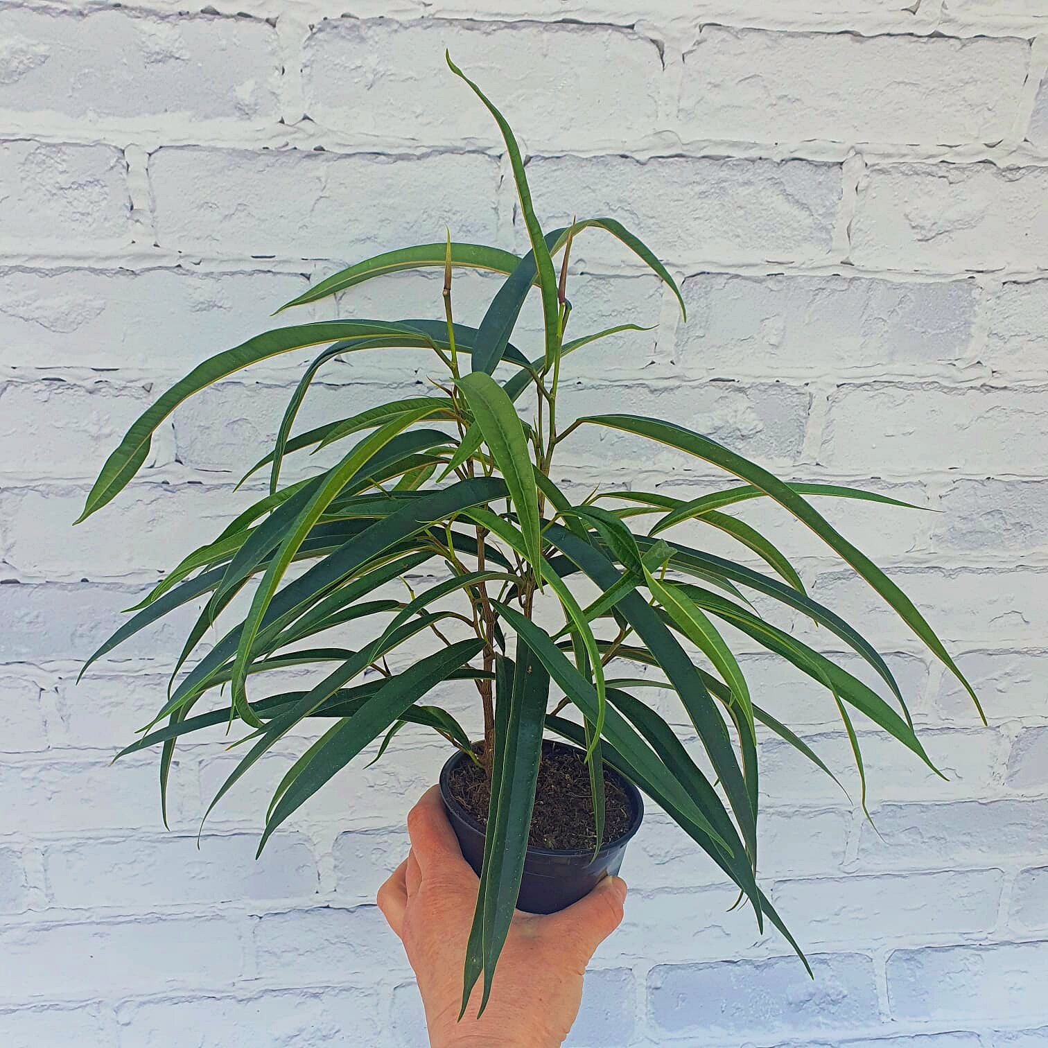 фото Фикус эластика микс в цветочном горшке диаметром 10 см