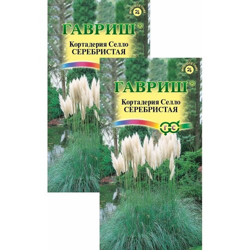 Кортадерия (Пампасная трава) серебристая (8 семян), 2 пакета пампасная трава кортадерия двудомная