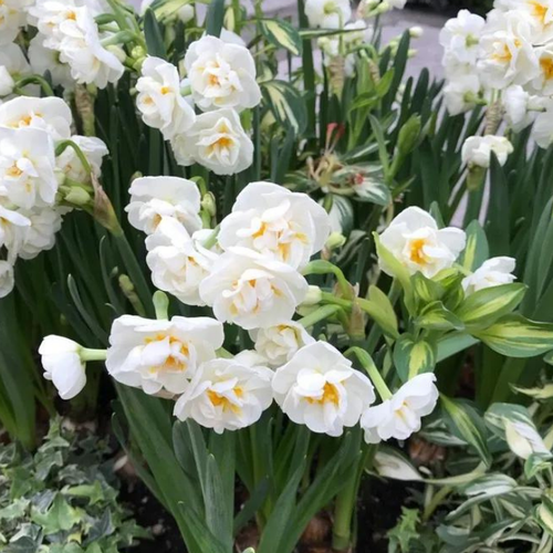 Луковицы Нарцисса BRIDAL CROWN 3 шт 387₽