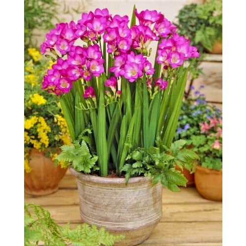 Фрезия Дабл Пинк (10 шт) / луковичные цветы