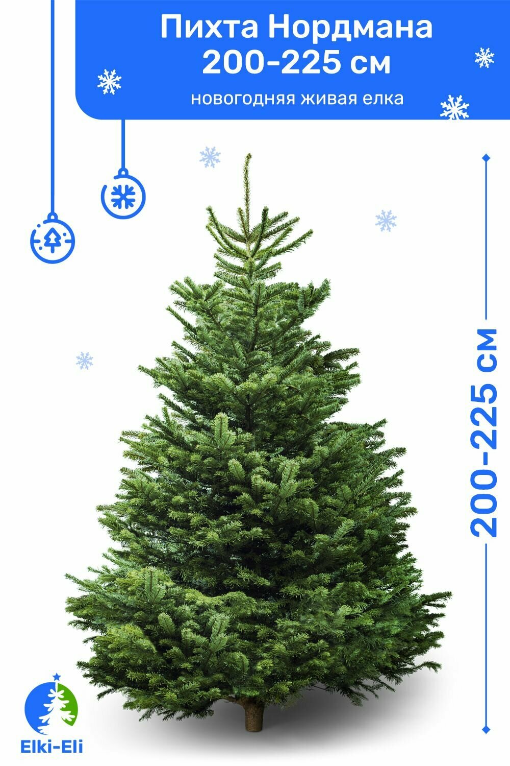 Пихта Нордмана Premium новогодняя живая елка срезанная 200-225 см