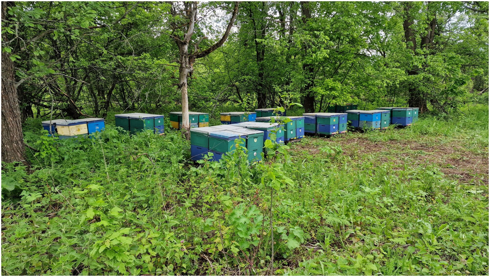 Мёд цветочный натуральный лесной 2кг / урожай 2022 года / ГОСТ / Медовый день - фотография № 4