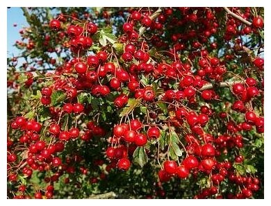 Боярышник сибирский - Боярышник кроваво-красный (лат. Crataegus sanguinea) семена 15шт + подарочек