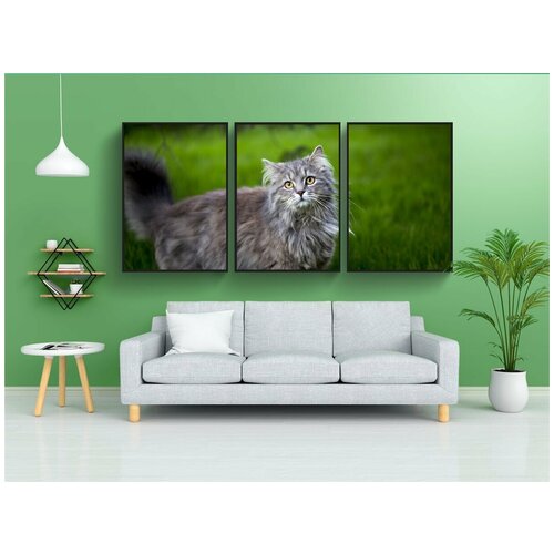 фото Набор модулных постеров для интерьера "мейн кун, молодой, домашний питомец" 60x90 см. в тубусе, без рамки lotsprints