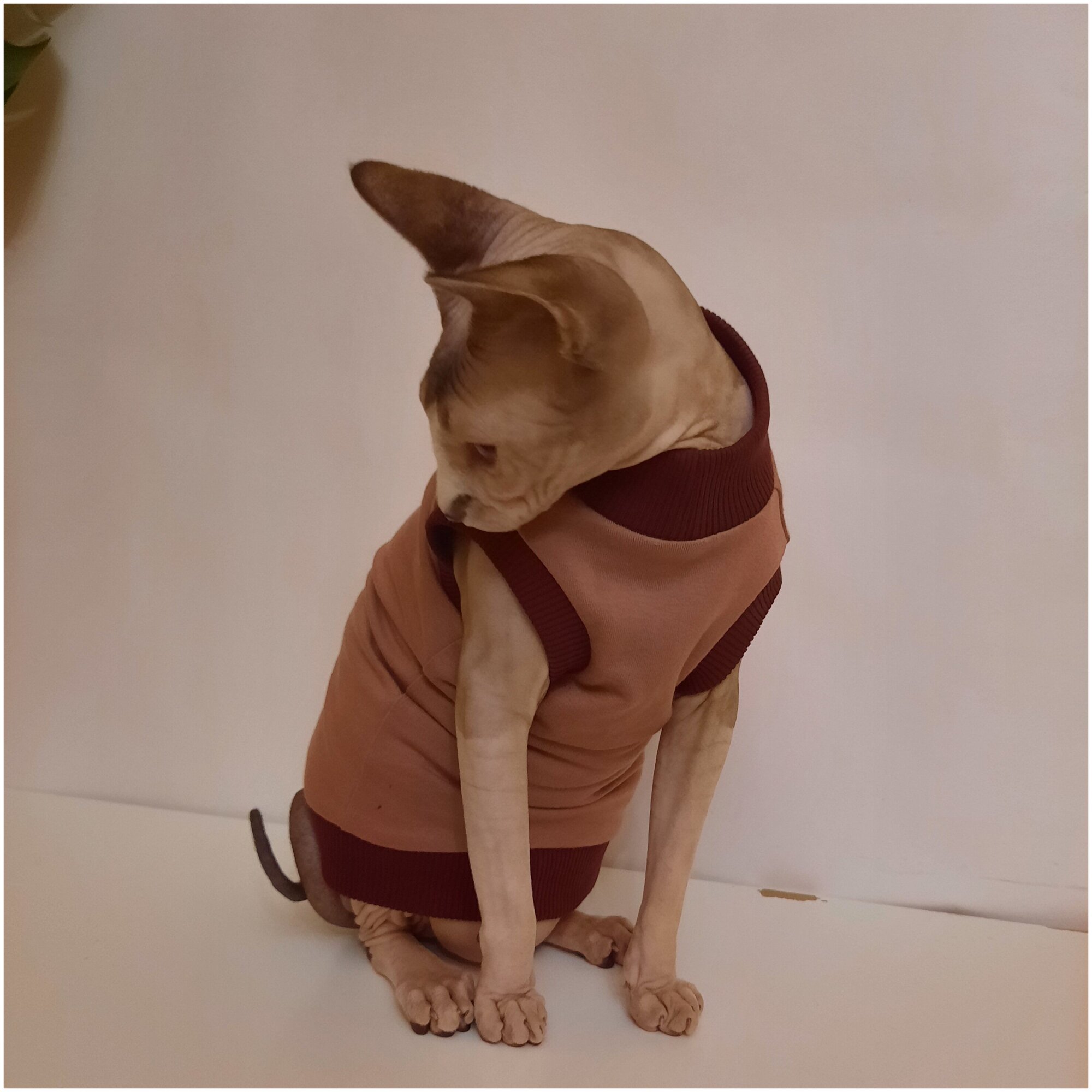 Свитшот для кошек, размер 40 (длина спины 40см), цвет розовая пудра/ толстовка свитшот свитер для кошек сфинкс / одежда для животных - фотография № 11