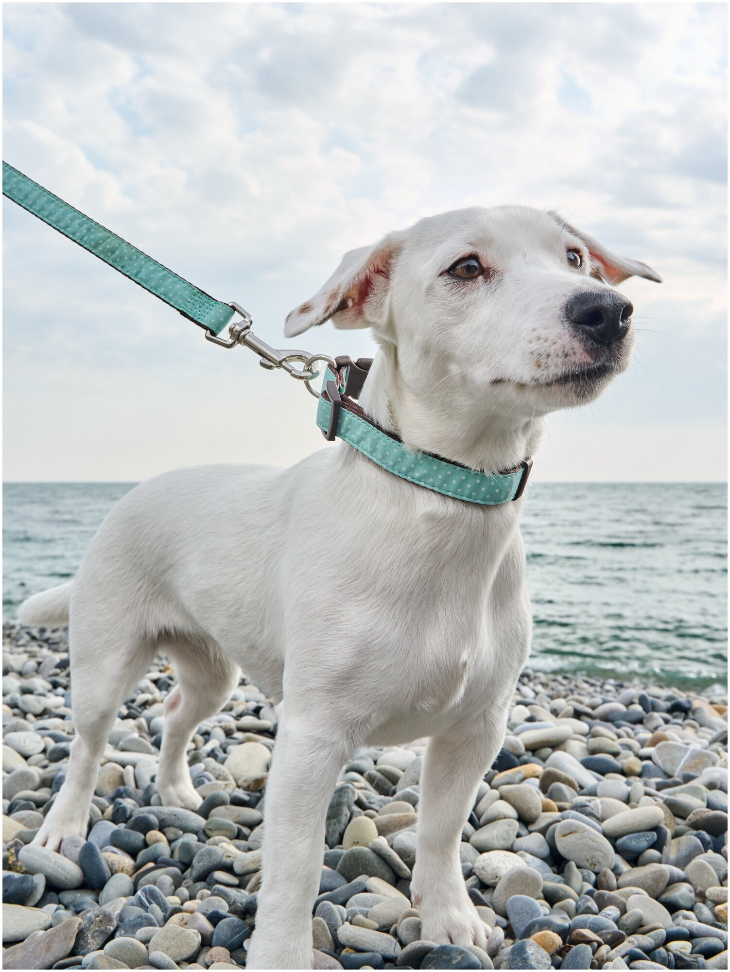 Поводок для собак Japan Premium Pet гибридный в стиле эпохи наполеоновского амира, размер SS (цвет: ментол)