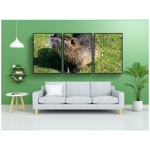 фото Набор модулных постеров для интерьера "грызун, ондатра zibethicus, существо" 60x90 см. в тубусе, без рамки lotsprints