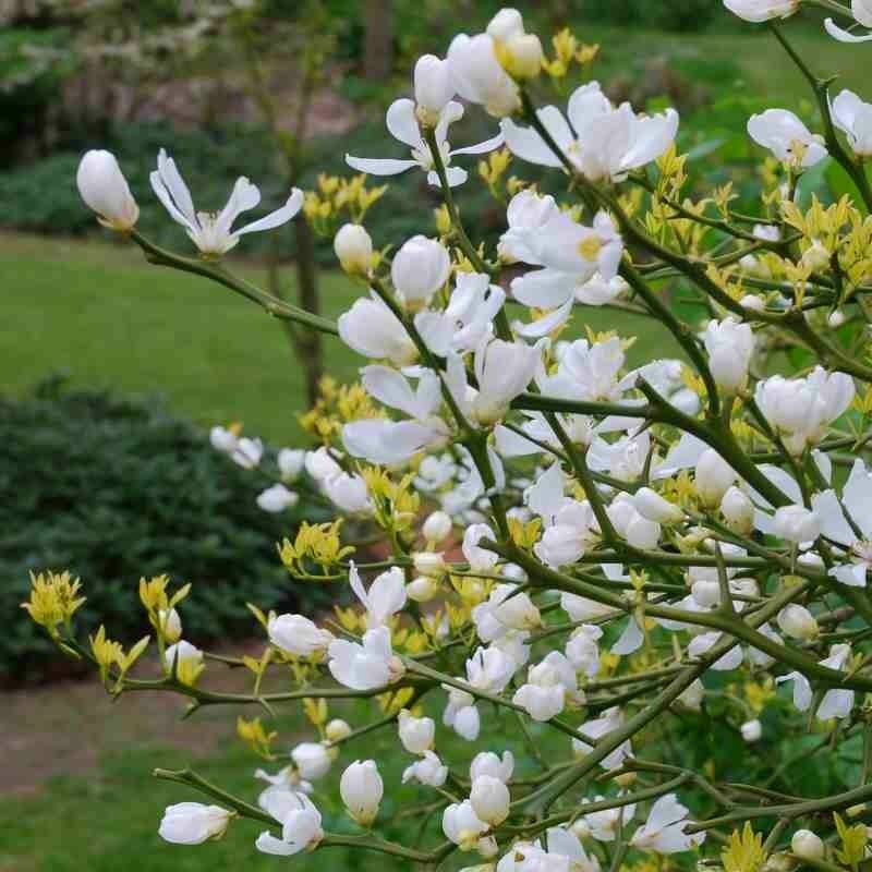 Понцирус - Лимон трёхлисточковый (лат. Poncirus trifoliata) семена 5шт + подарочек