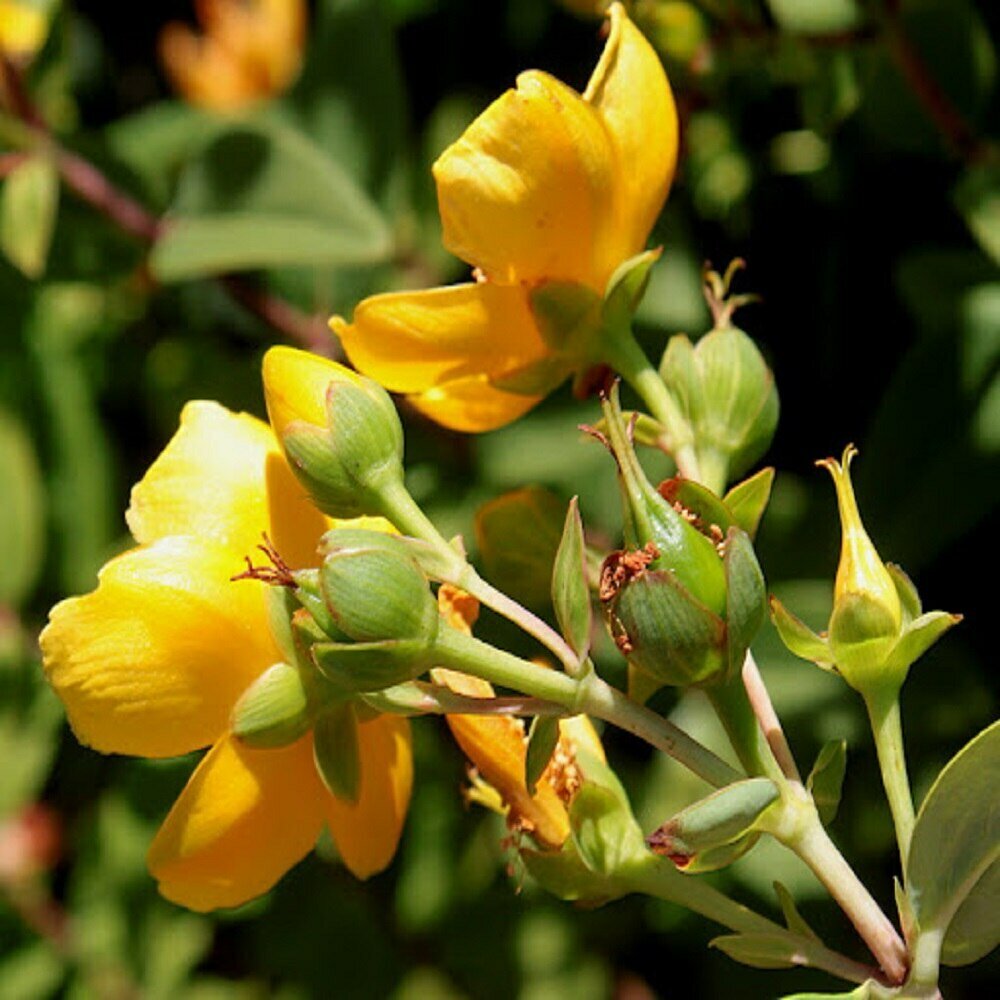 Зверобой Гукера (лат. Hypericum hookerianum) семена 100 шт + подарочек