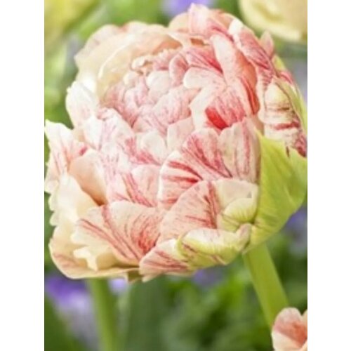 Луковицы Тюльпан Писте - 2 шт 283₽