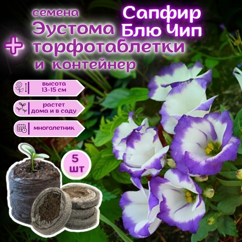 Семена Эустома низкорослая многолетняя Сапфир Блю Чип Лизиантус комнатный + торфяные таблетки Jiffy в подарок 5шт