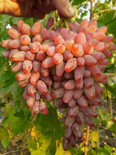 Изображение товара Виноград Оригинал розовый / 1 шт, среднеспелый, столовый сорт