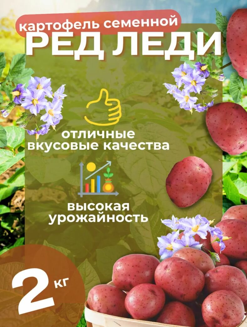 Картофель семенной Ред леди 2 кг
