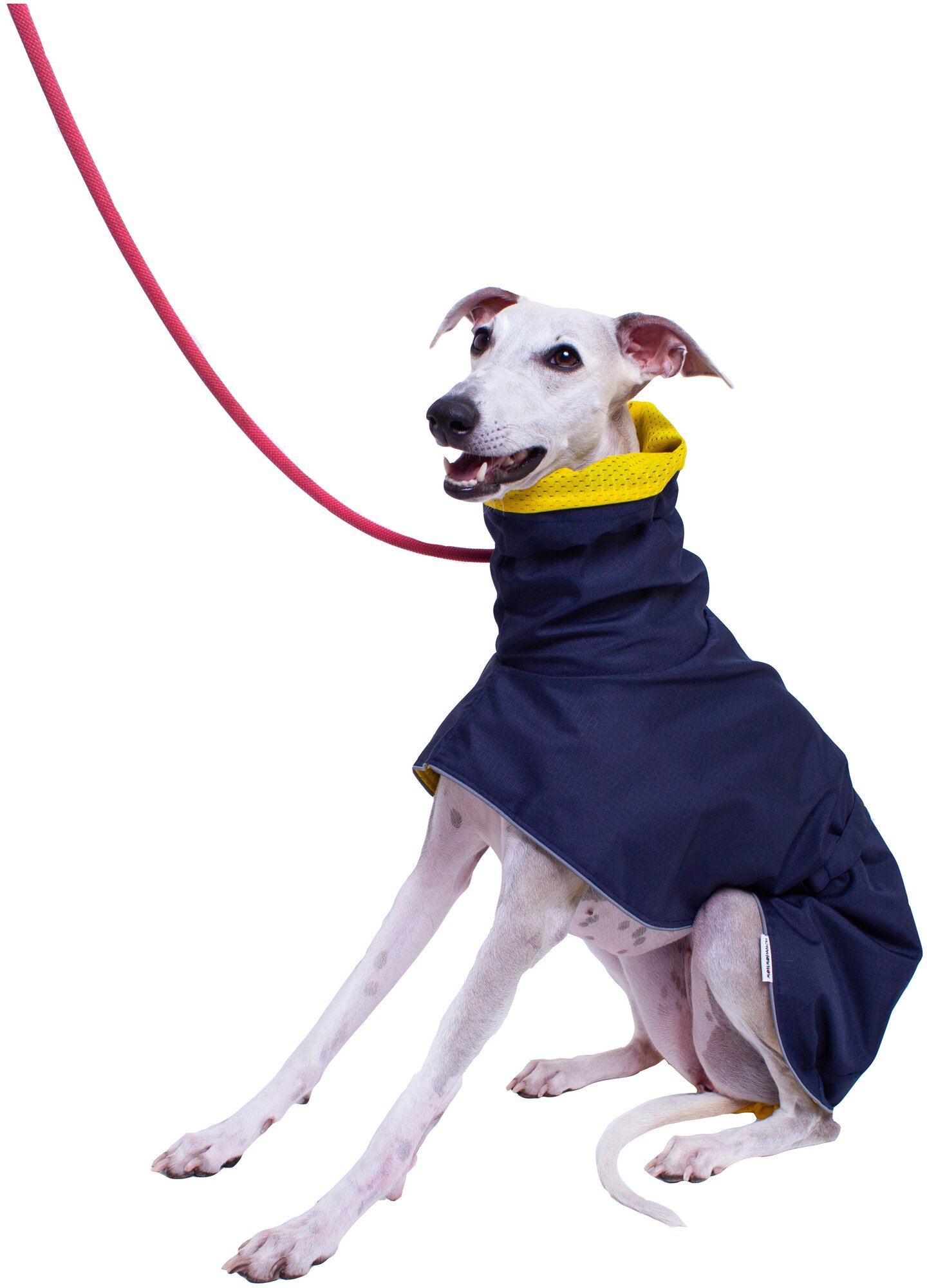 Дождевик для собак породы Уиппетов, синий, желтый, размер М2 .Дождевик для бесхвостых собак и с низкоопущенным хвостом - фотография № 11