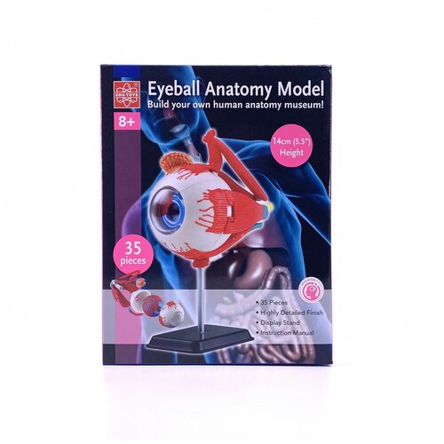 Edu-Toys Анатомический набор (глаз), SK007