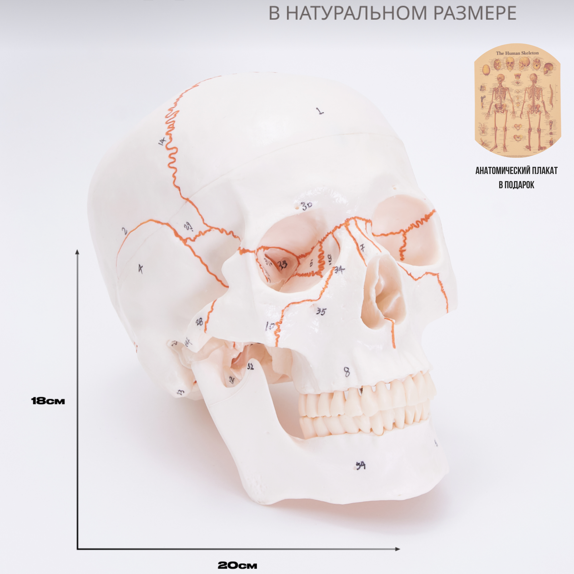 Череп анатомический учебный