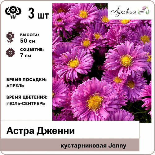 Астра кустовая Дженни (Jenny), корни 3шт, Голландия