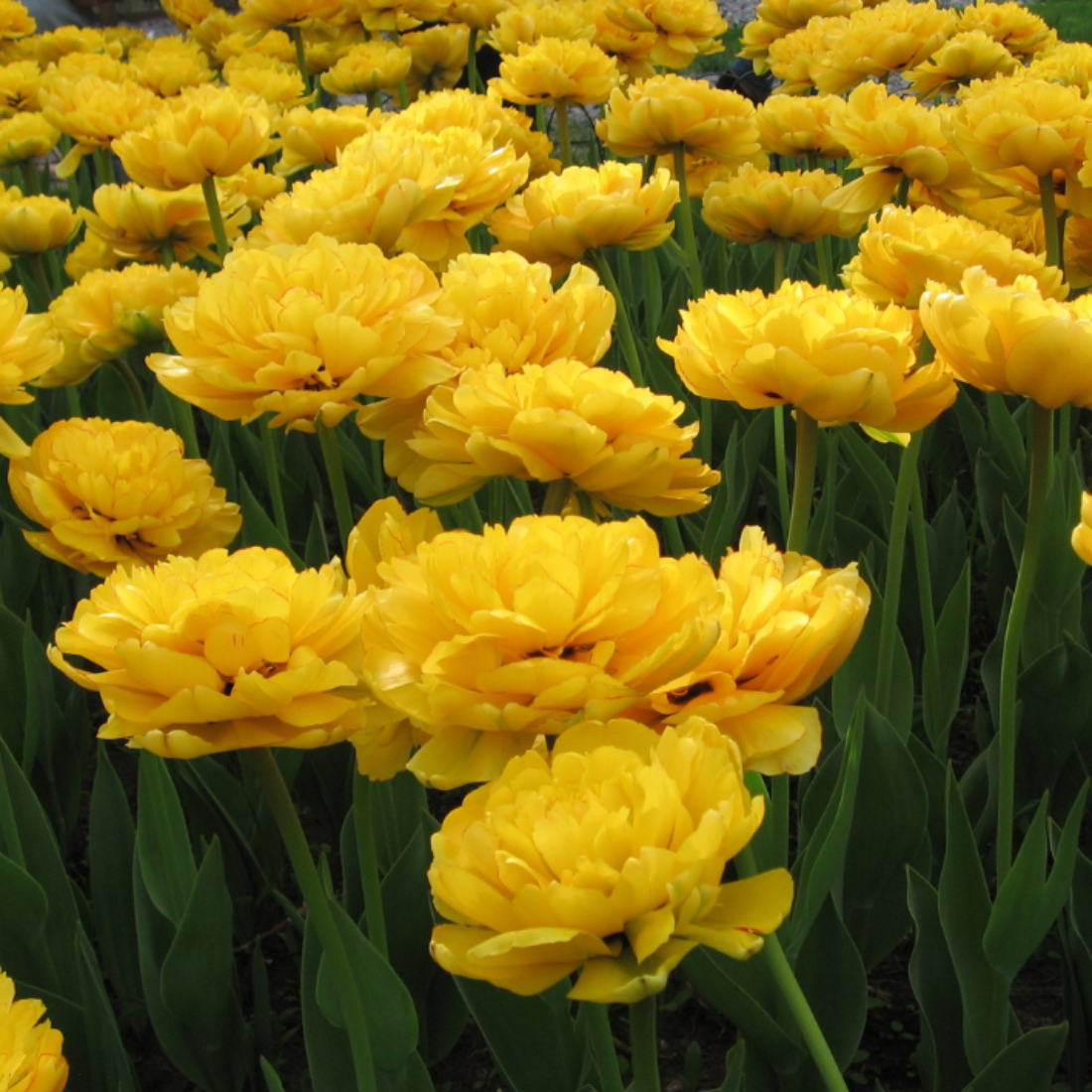 Луковицы цветов, bulbs servise, Тюльпан Йеллоу Помпонет (5 штук )