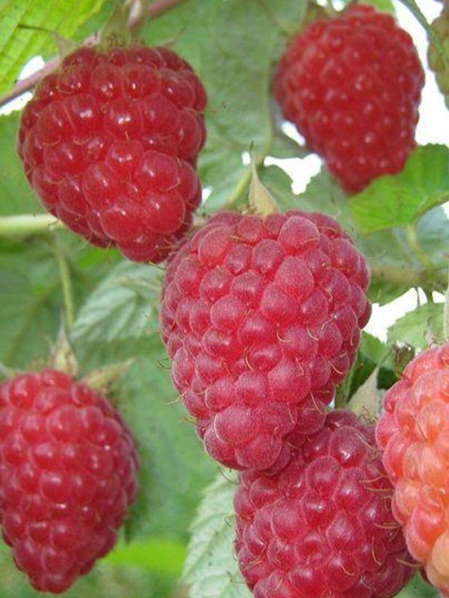 Малина крупноплодная Патриция 1 шт / позднеспелый морозостойкий сорт