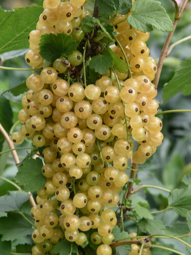 Изображение товара Смородина белая Версальская 1 шт / многолетний, морозостойкий сорт