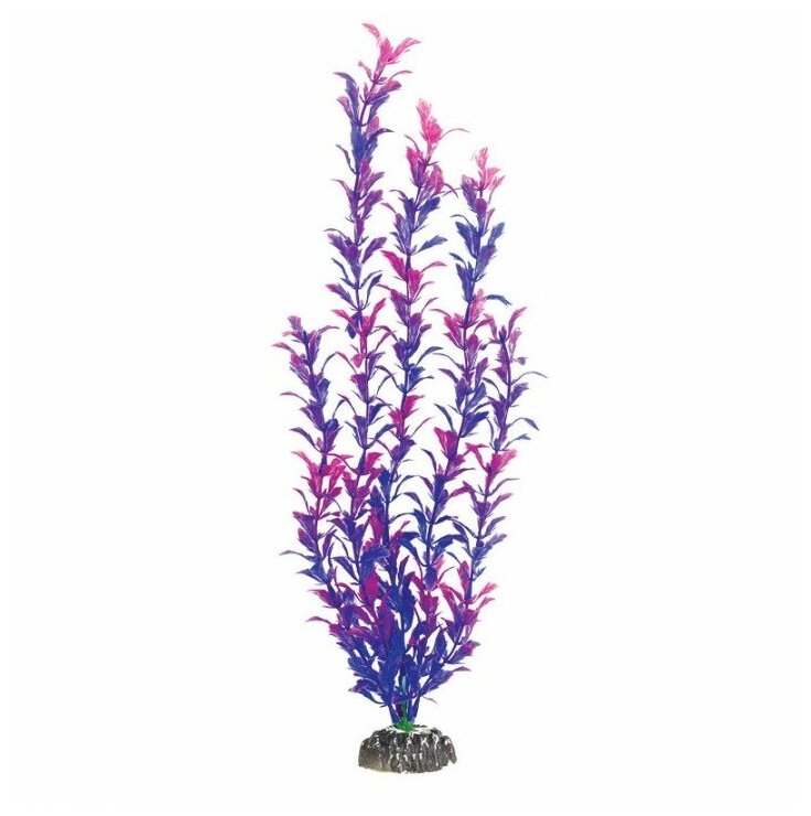 Растение Людвигия фиолетовая, 400мм, Laguna