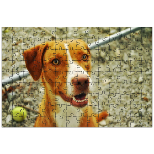 фото Магнитный пазл 27x18см."собака, теннисный мяч, домашний питомец" на холодильник lotsprints