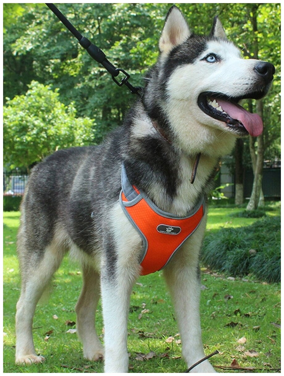 Шлейка для собак мелких, средних и крупных пород, прогулочная анатомическая, вес до 50-кг., цвет оранжевый - L - фотография № 4