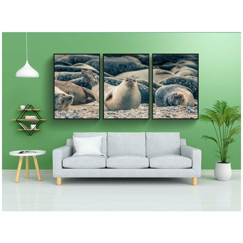 фото Набор модулных постеров для интерьера "тюлень, уплотнения, группа" 60x90 см. в тубусе, без рамки lotsprints