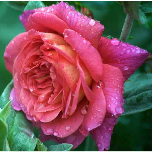 Саженец роза английская Кристофер Марлов роза английская кристофер марлоу 1 шт