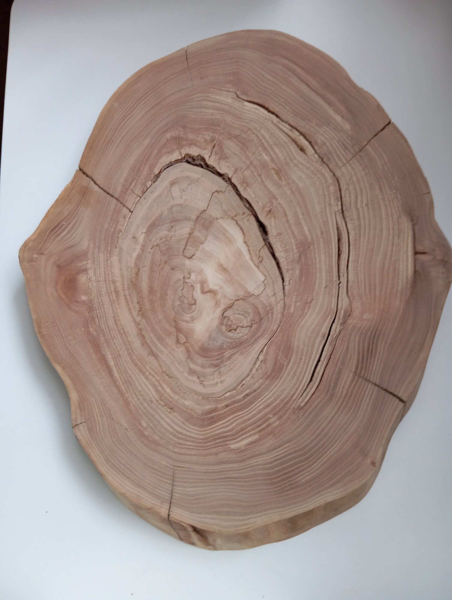 фото Спил дерева карагач , подставка из дерева, заготовка для поделок ,1 шт