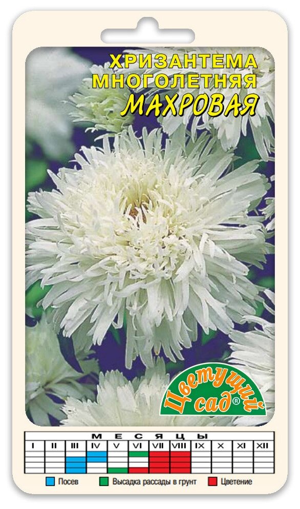 Цветы Хризантема многолетняя махровая БЕЛАЯ (Семена Цветущий сад 003 г)