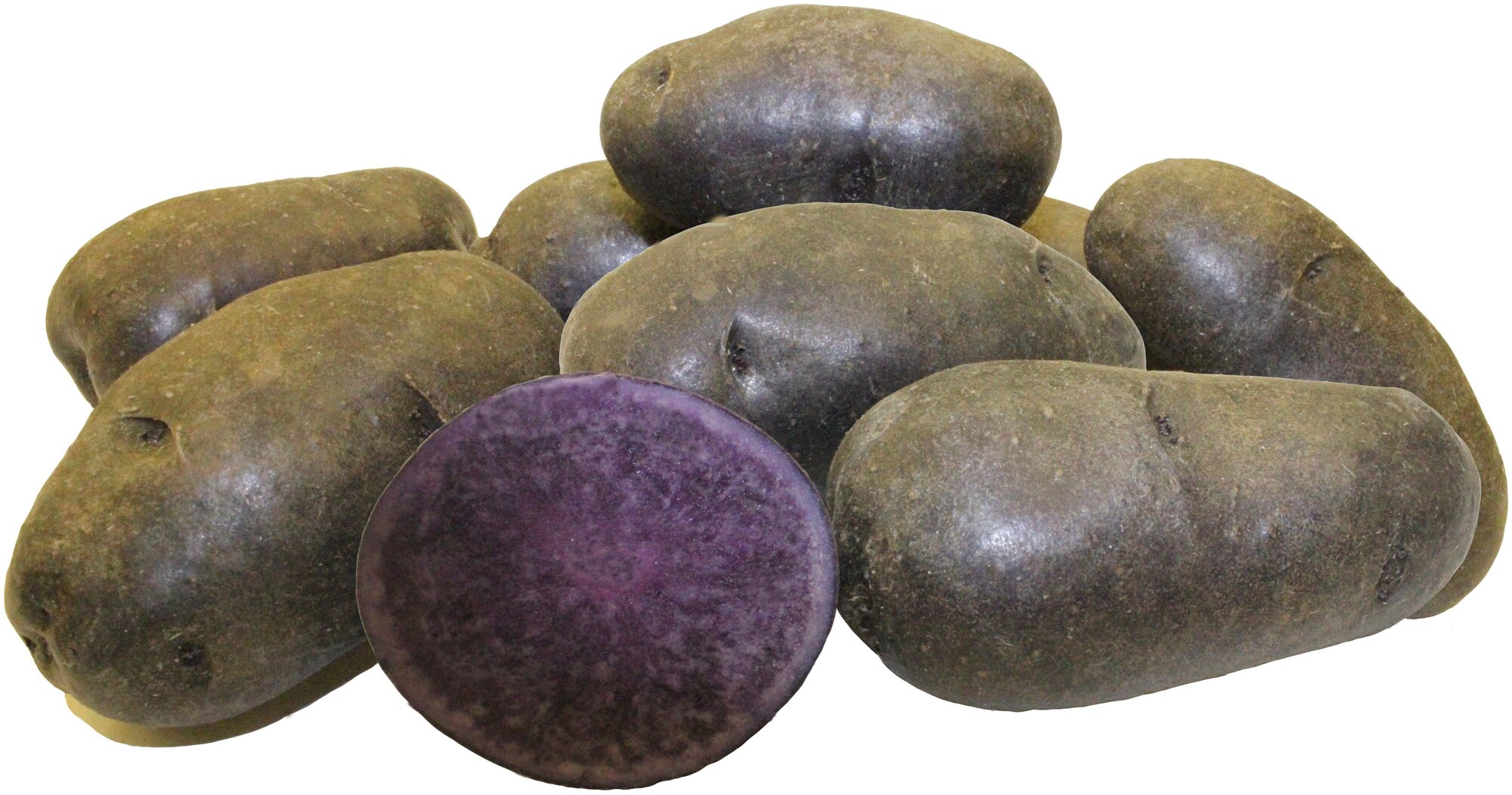 Картофель семенной сорт Фиолетовый