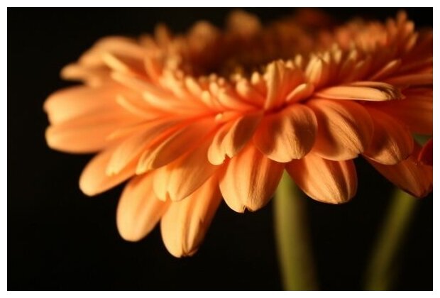 Постер на холсте Оранжевый цветок (Orange flower) №1 45см. x 30см.