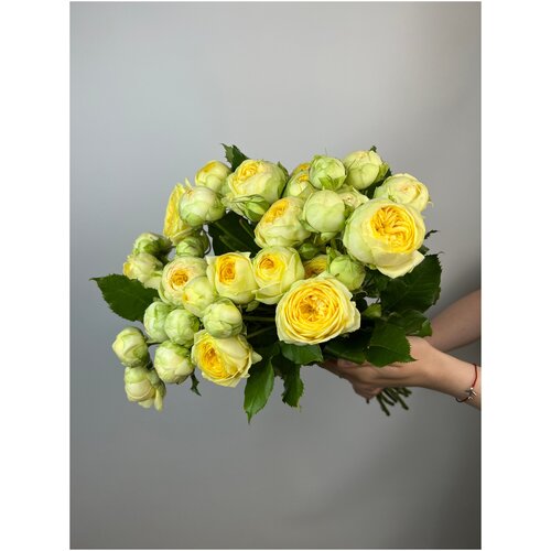 Букет из 13 кустовых роз "Пиони Баблз" 50 см