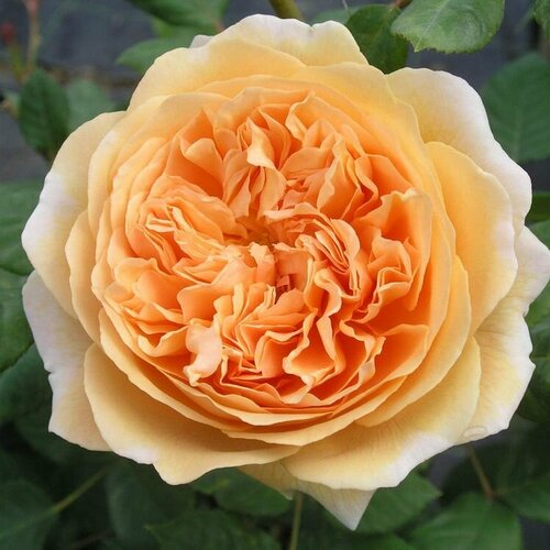 Роза английская парковая Краун Принцесс Маргарет роза принцесс оф уэлс харкнесс