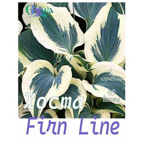Хоста, корневищ, саженец, Фирн Лайн, 1шт