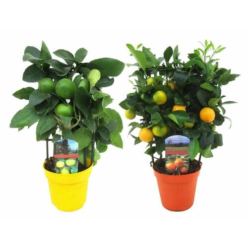 Растение цитрус микс D13 H35