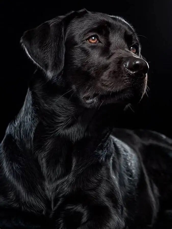 Алмазная живопись Black Dog Labrador Retriever AB DIY AB Round 20X25cm Черный