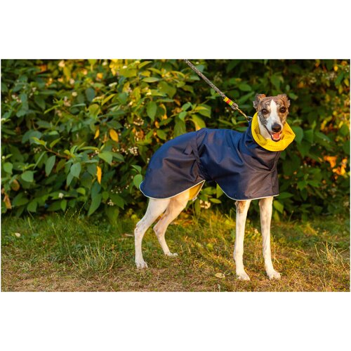 Дождевик для собак породы Уиппет, синий, желтый, размер М3. Дождевик для бесхвостых собак и с низкоопущенным хвостом.