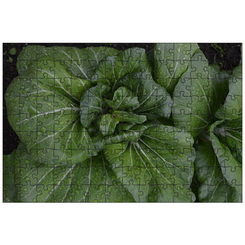 фото Магнитный пазл 27x18см."салат, зеленый, лезвие" на холодильник lotsprints