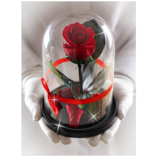 Стабилизированная роза в колбе Therosedome Mini 6 см, фуксия